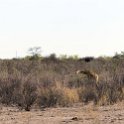 NAM OSHI Etosha 2016NOV26 003 : 2016, 2016 - African Adventures, Africa, Date, Etosha National Park, Month, Namibia, November, Oshikoto, Places, Southern, Trips, Year